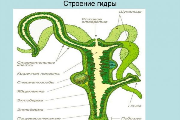 Kraken актуальные зеркала krakentor site